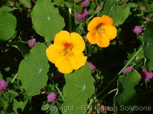 Nasturtium with Ageratum 